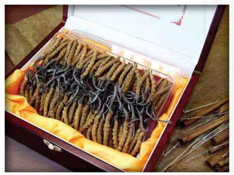 东宁冬虫夏草回收